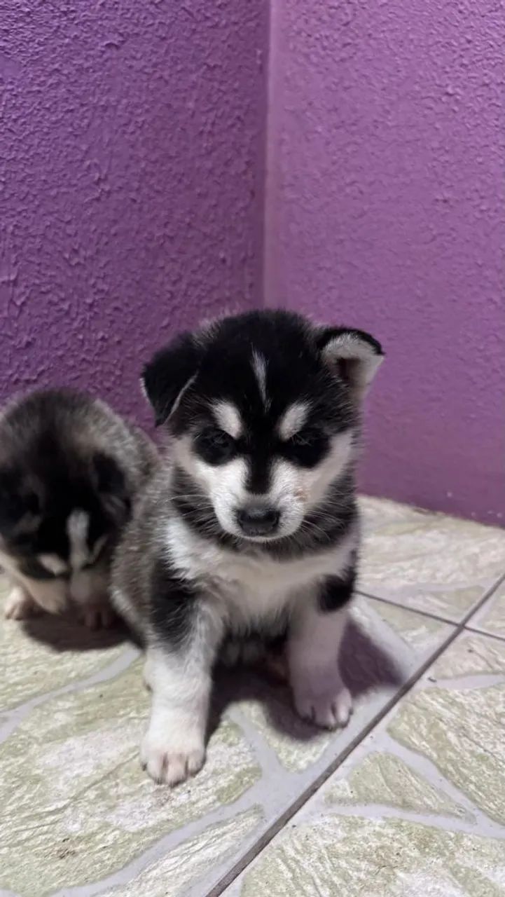 Husky Siberiano  - Foto 4
