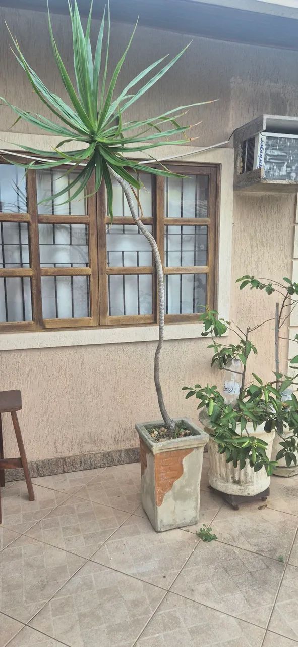 Vaso de concreto com dracena - Foto 3