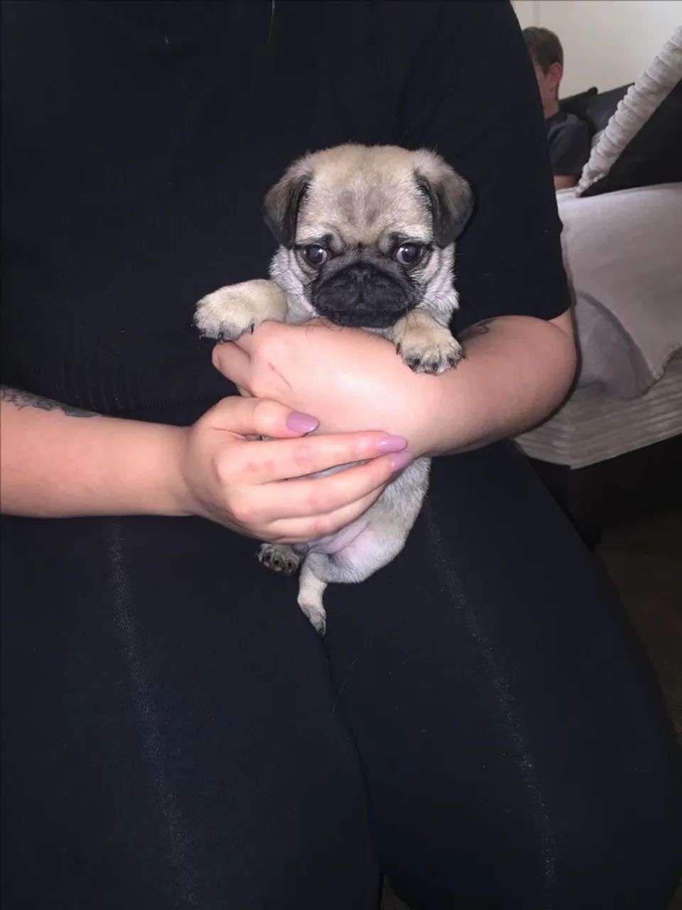 Pug - Presença Que Conforta 
