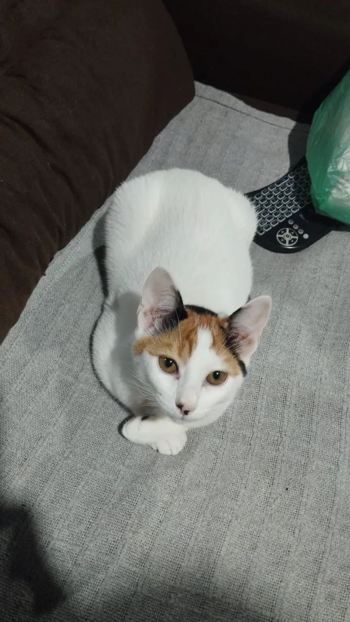 Doação de GATO - Foto 2