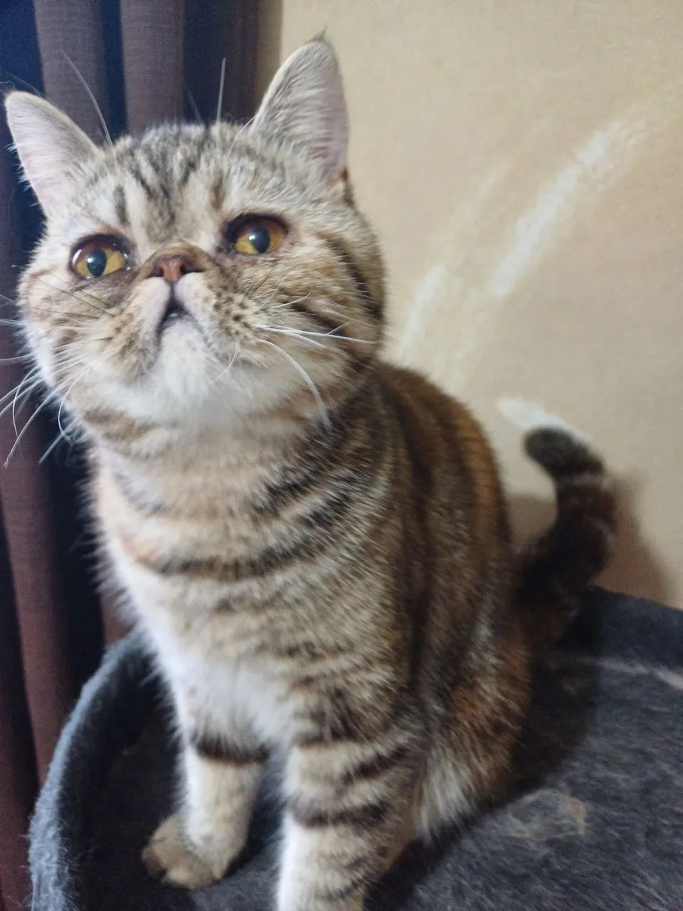 Gata persa - Foto 3