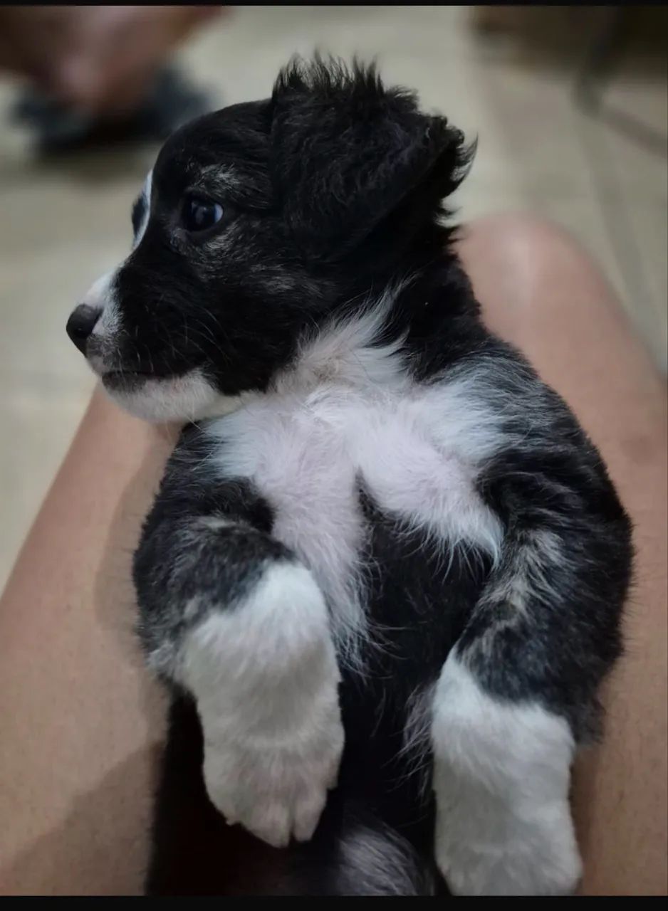 Adoção de Cachorro  - Foto 5