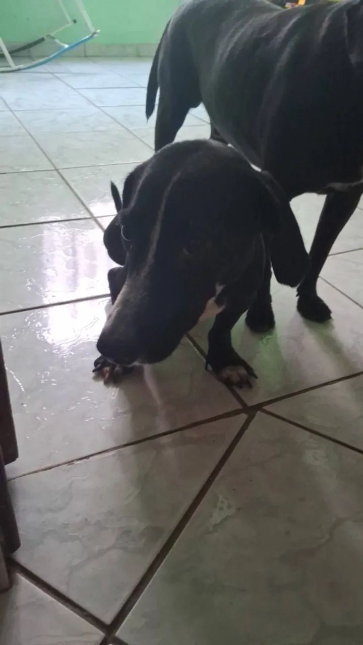 Cachorro para doação - Foto 2