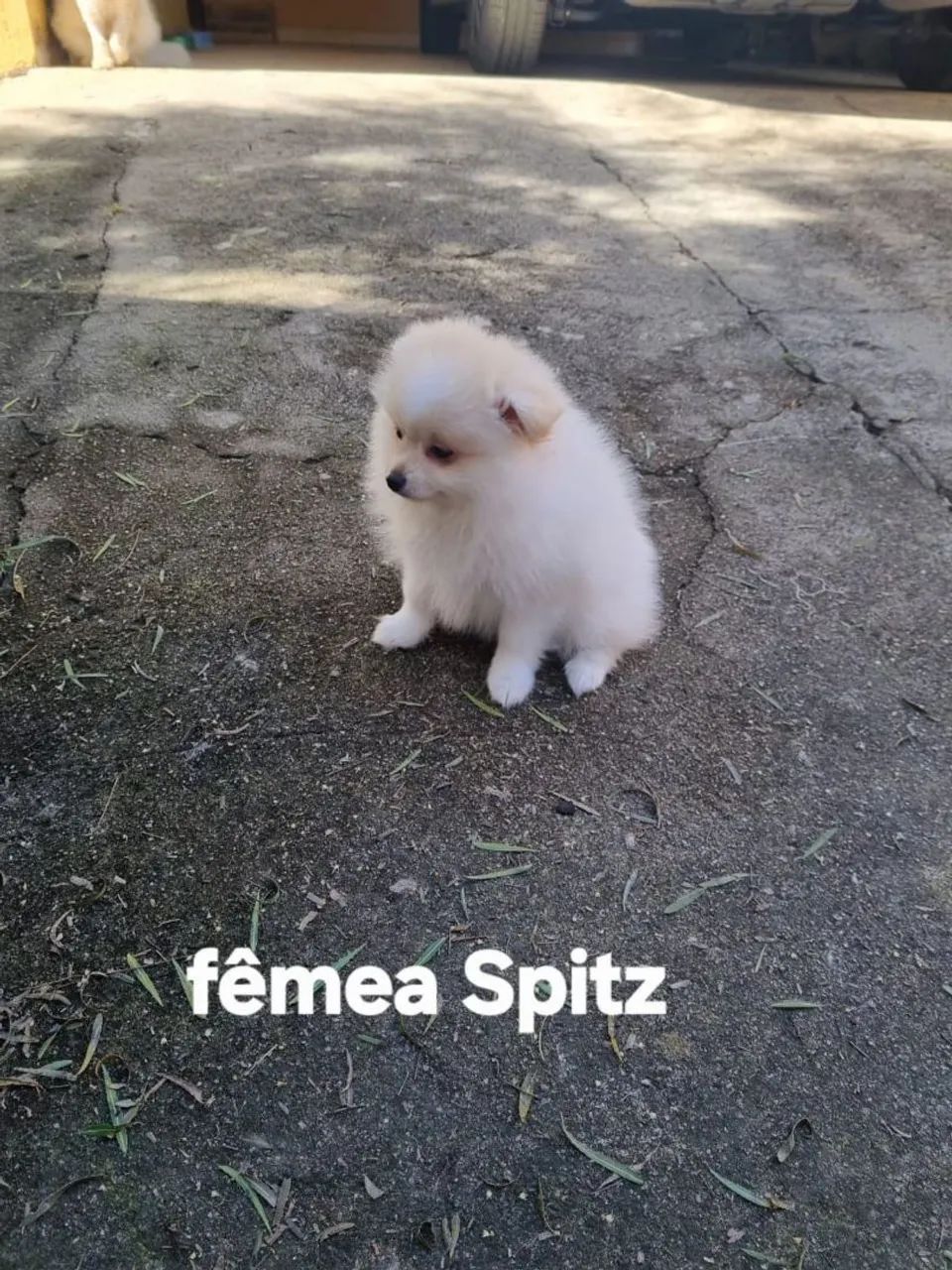 Spitz alemão  - Foto 5