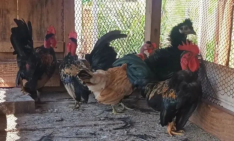Garnizés