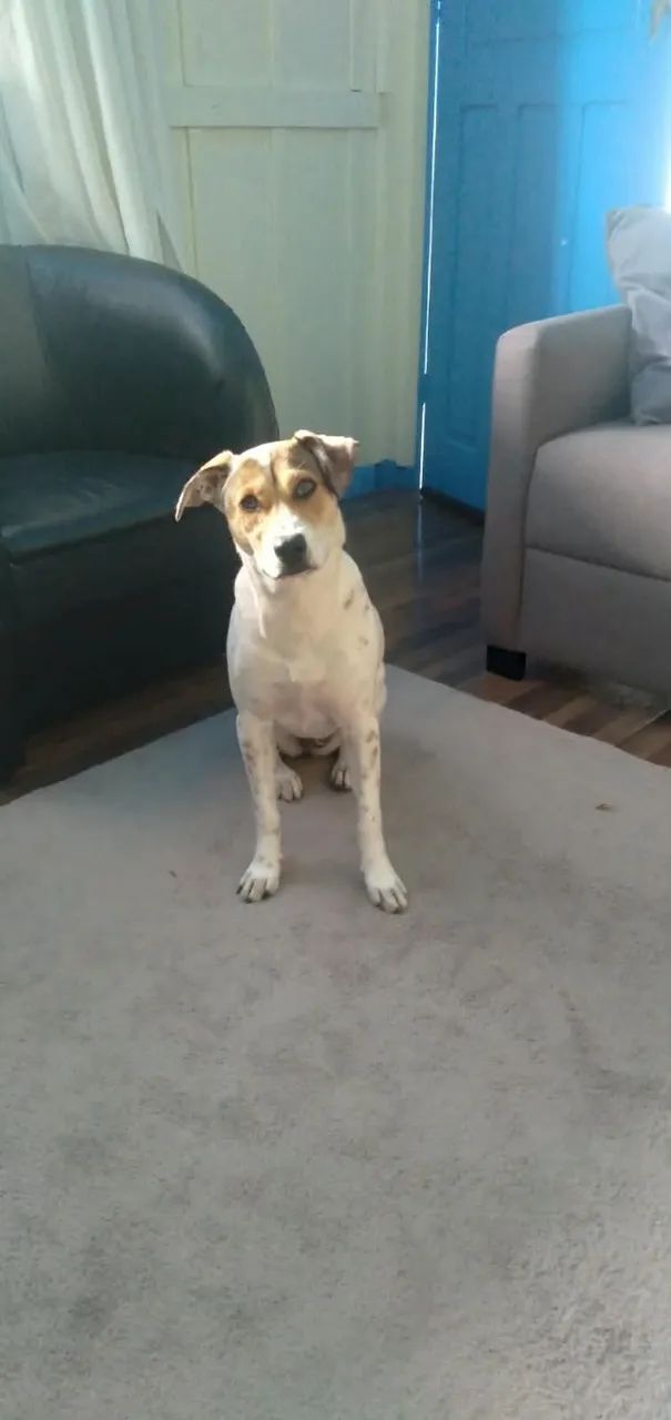 Cachorrinha para doação.  - Foto 3