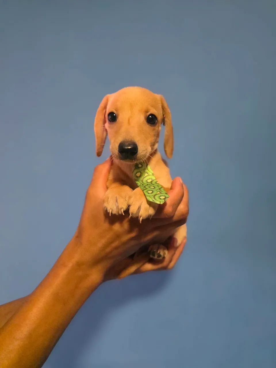 Dachshund  - Foto 3
