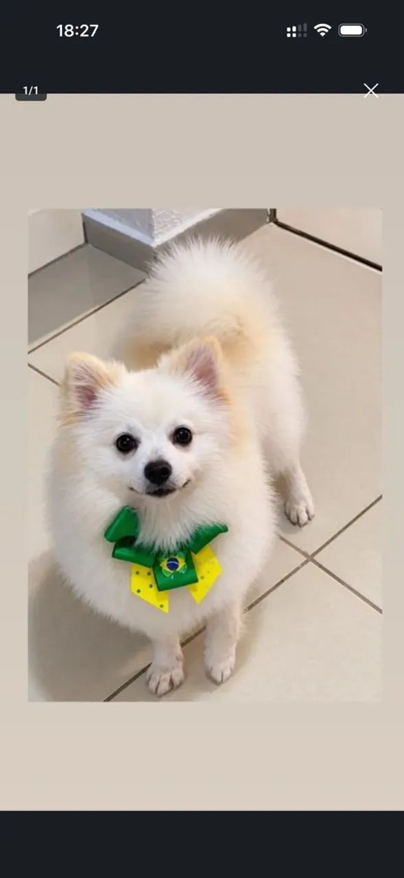 Cachorra com pedrigri 