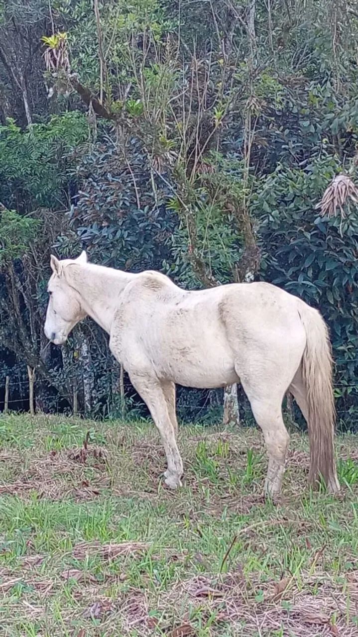 Cavalo - Foto 4