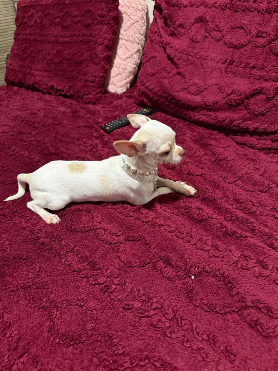 Chihuahua  - Foto 2