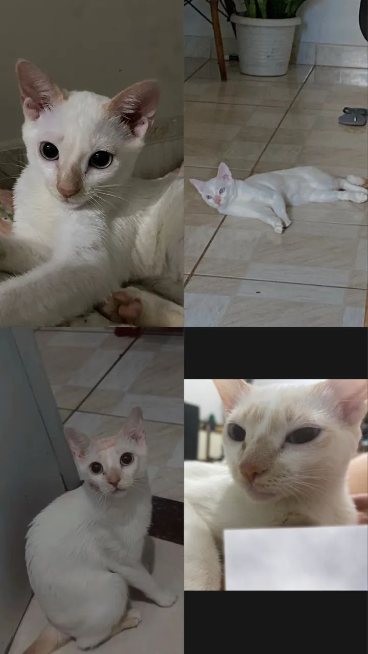 Doação de gata