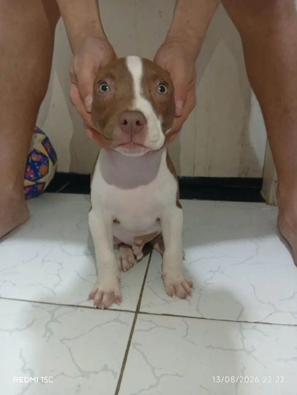 Filhotes de Pitbull 