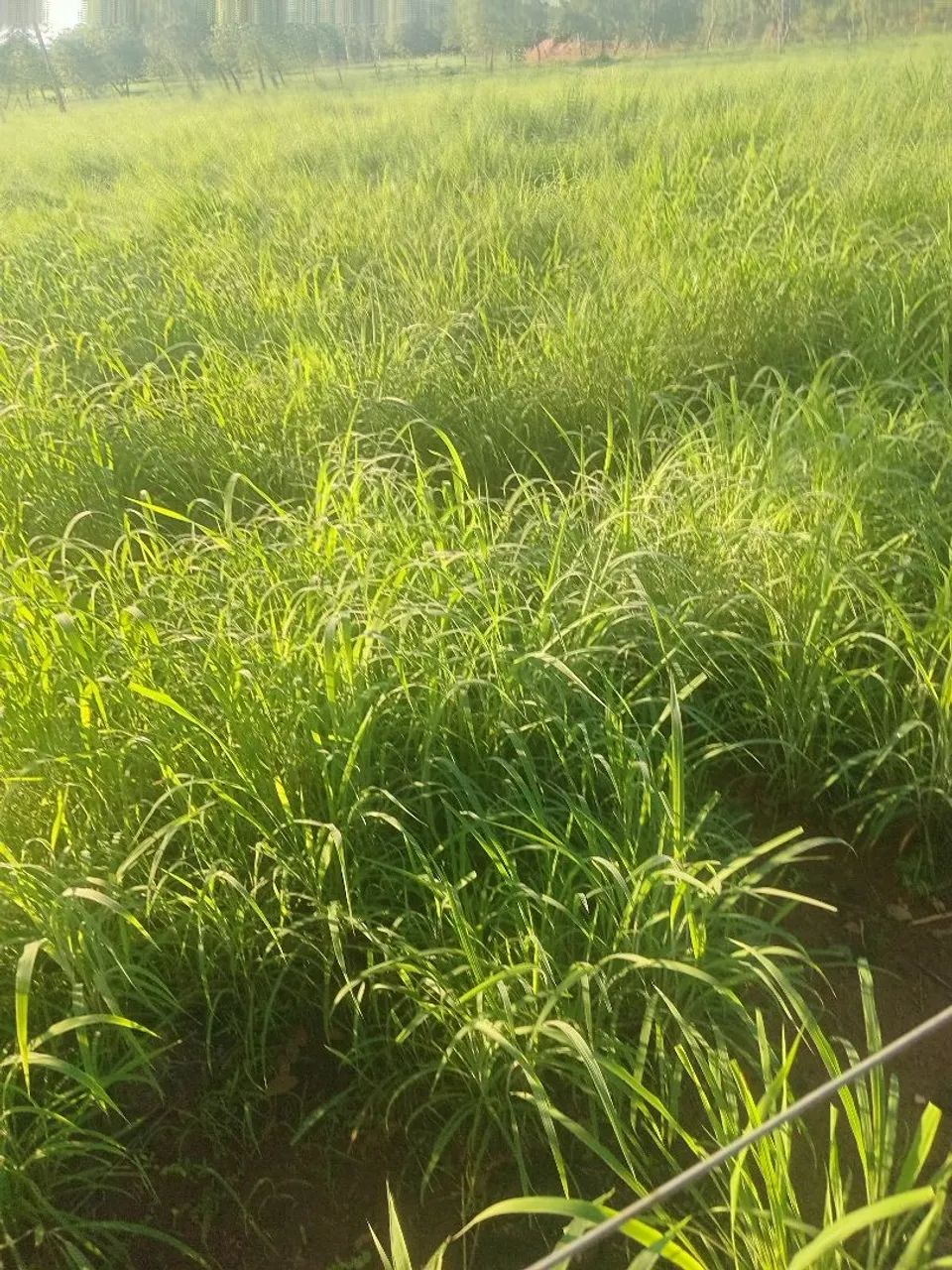 Semente de capim andropogon - Foto 3