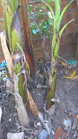 Banana da terra ( especie maranhão banana da terra d'angola) - Foto 3