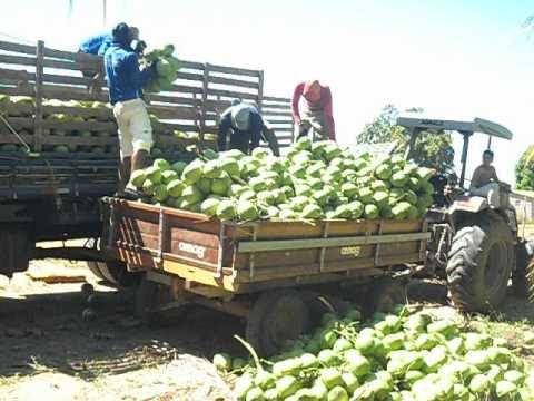 Venda de coco verde e coco seco - Foto 2