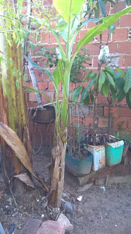 Banana da terra ( especie maranhão banana da terra d'angola) - Foto 4