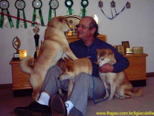 Vendo excelentes filhotes de shiba inu - Foto 6