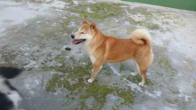 Vendo excelentes filhotes de shiba inu - Foto 4