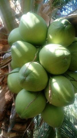 Venda de coco verde e coco seco - Foto 4