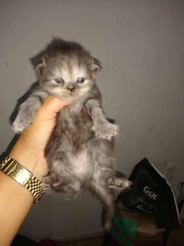 Olha aí que fofura gatos raça persa com 20 dias vamos reserva logo o seu - Foto 3