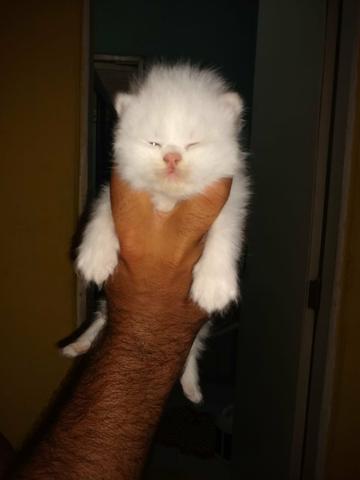 Olha aí que fofura gatos raça persa com 20 dias vamos reserva logo o seu - Foto 2