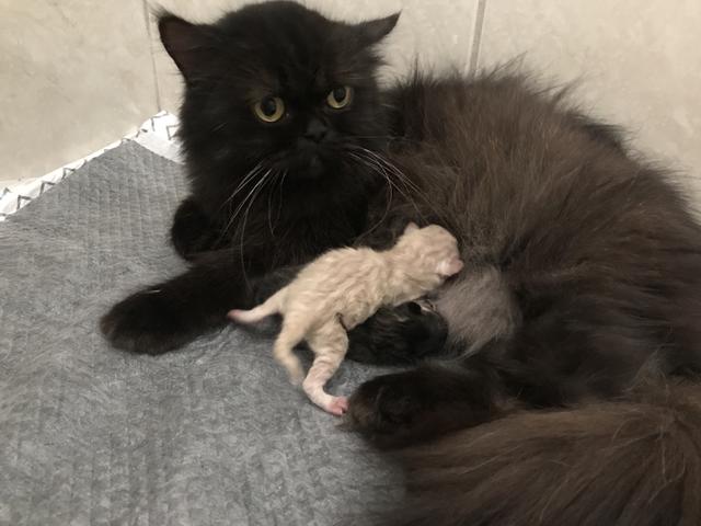 Gato persa reserva