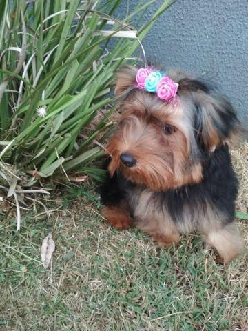 Yorkishire terrie femea linda