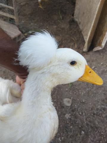 Filhotes marrecos pompom