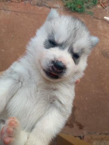 Husk siberiano