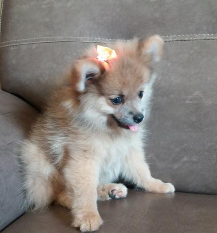 Linda fêmea de lulu da pomerânia anã - Foto 2