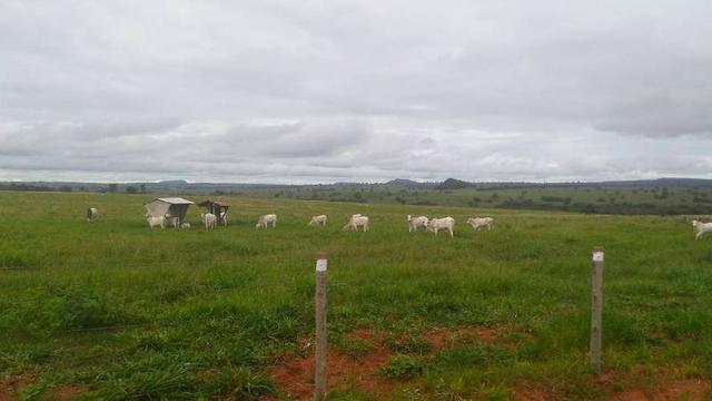 300 Alqs 200 Em Pasto Excelente Fazenda Paraúna GO - Foto 18