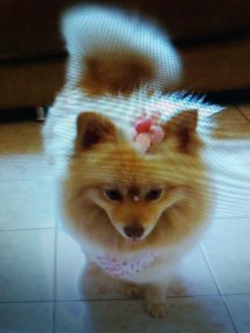 Linda fêmea de lulu da pomerânia anã - Foto 6