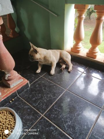 Bulldog francês - Foto 4