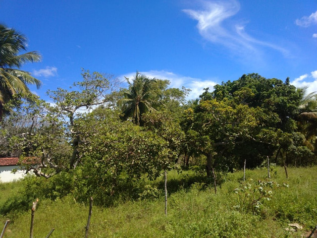 Sítio em Abrantes - Foto 4