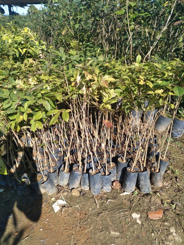 Mudas nativas - Foto 3