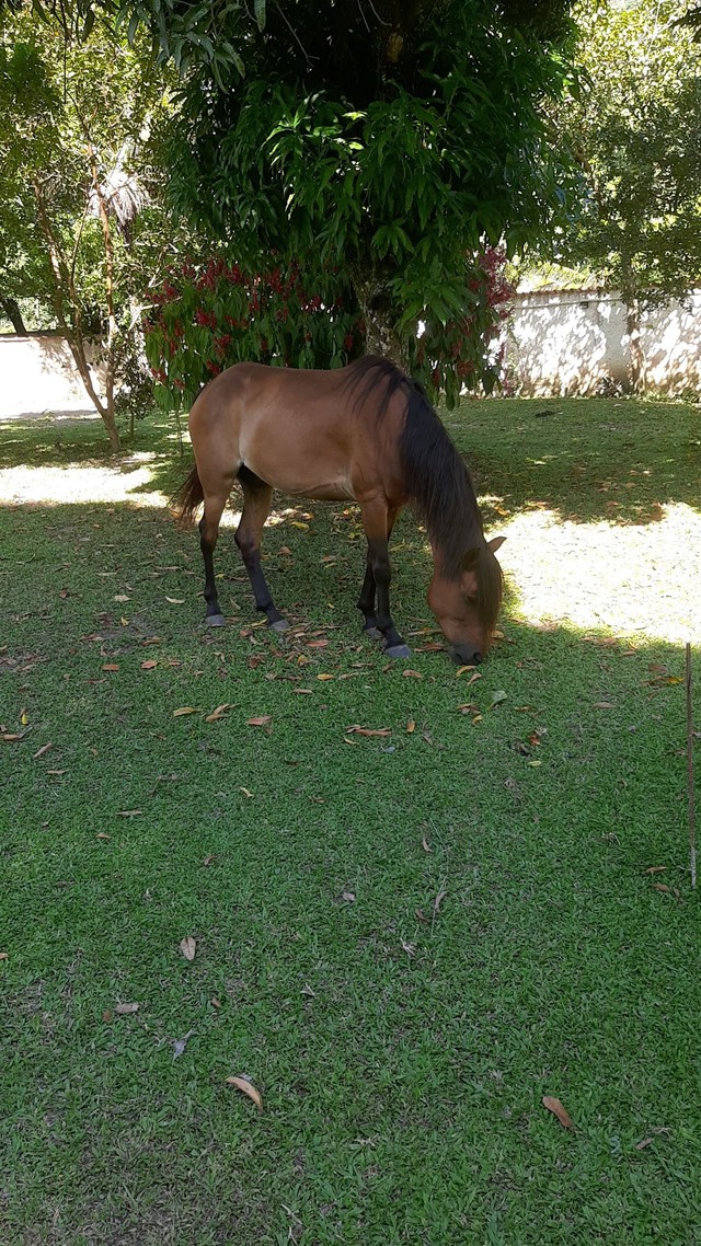 Cavalo Mangalarga 
