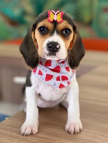Promoção Lindos beagles vacinados a pronta entrega 