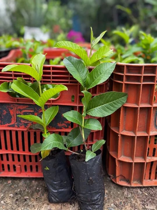 Mudas de plantas em atacado  - Foto 5