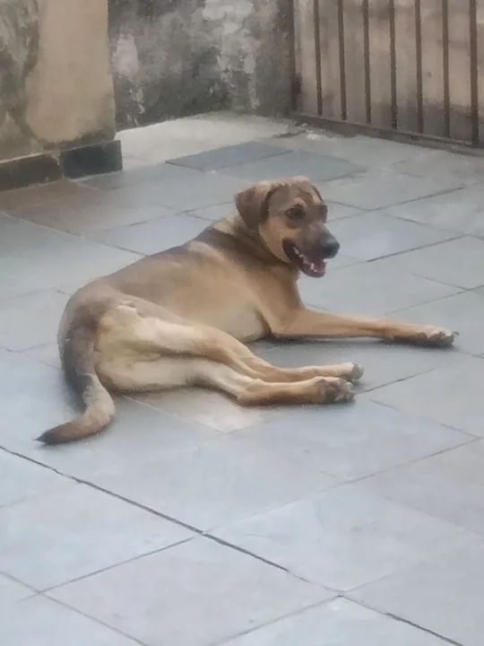 Adoção Responsável Urgente!  - Foto 2