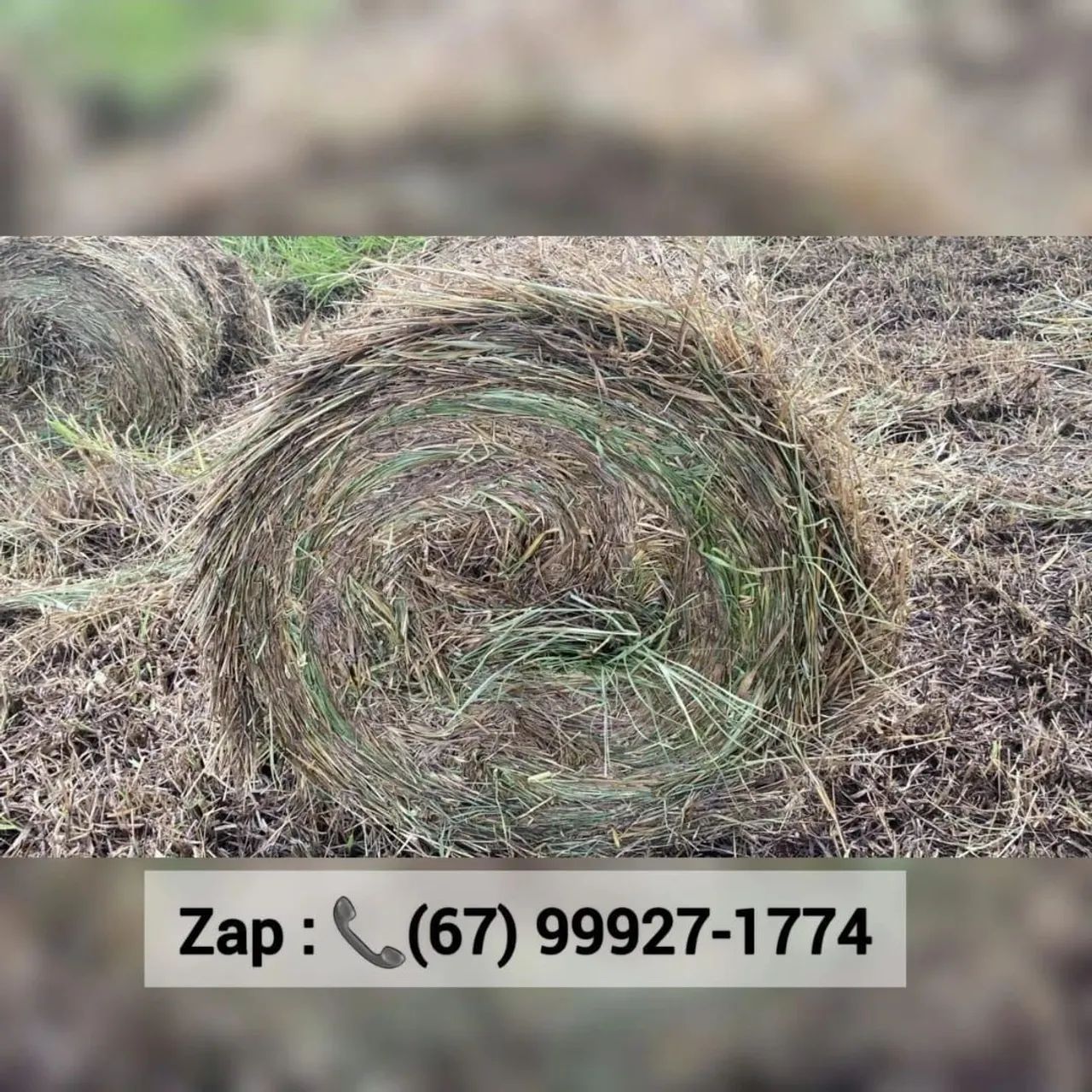 Feno de alta qualidade para animais