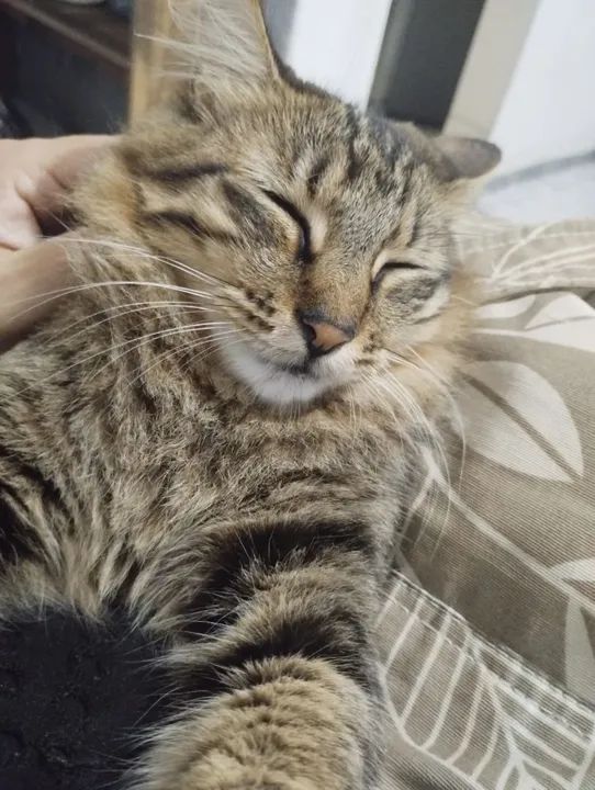 Adoção conjunta gatas tigradas.