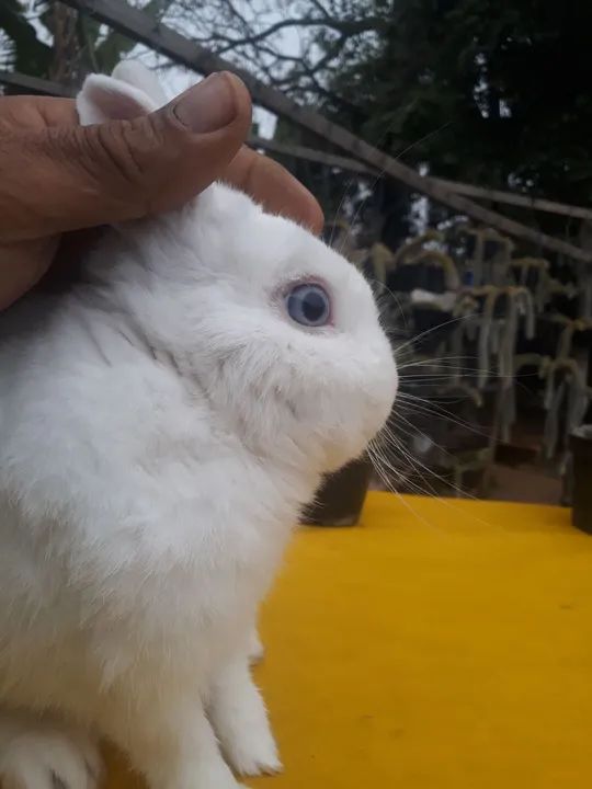 Coelho anão netherland olho azul  - Foto 3