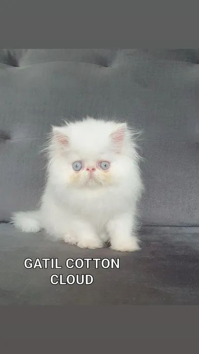 Filhote de gato persa com pedugree  - Foto 6