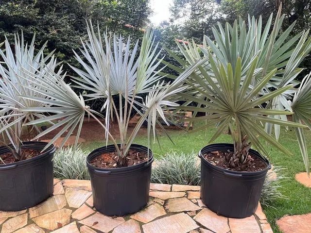 Palmeira Azul  Bismarckia  - Foto 2