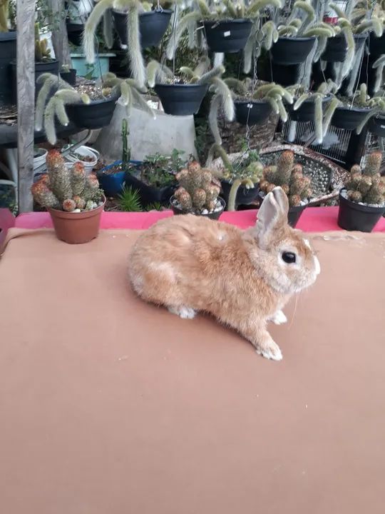 Mini coelho anão netherland holandês   - Foto 2