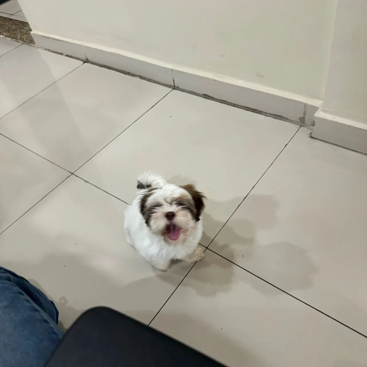 Doa-se cadela shitzu - 05 meses - Foto 4