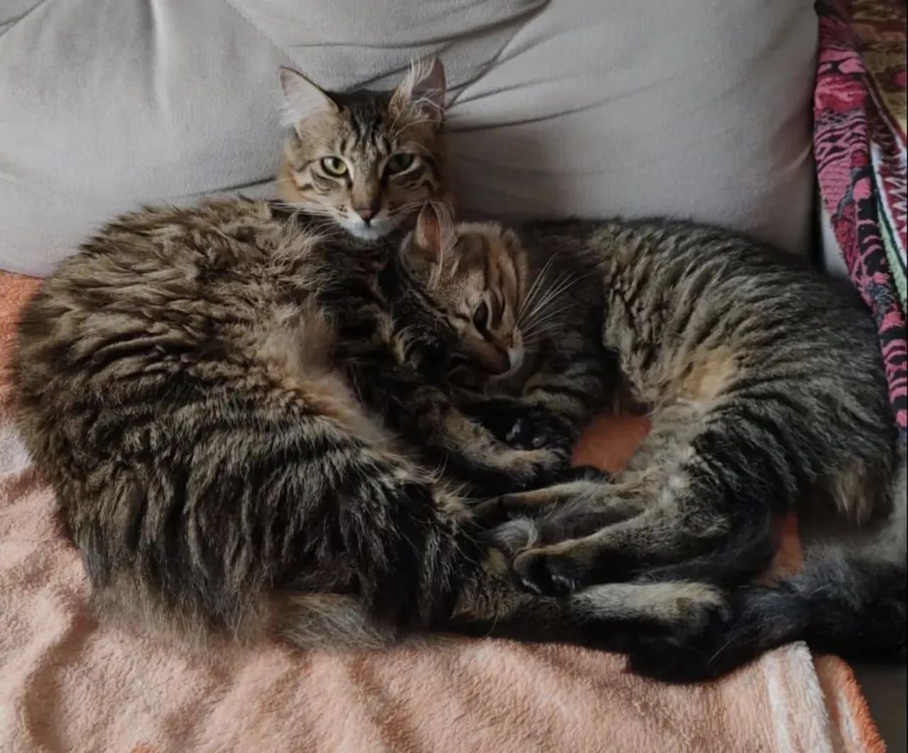 Adoção conjunta gatas tigradas. - Foto 4