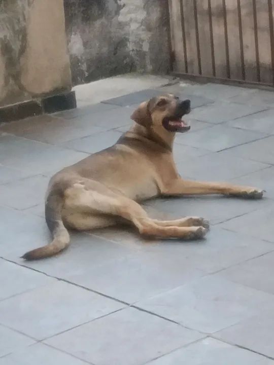 Adoção Responsável Urgente! 