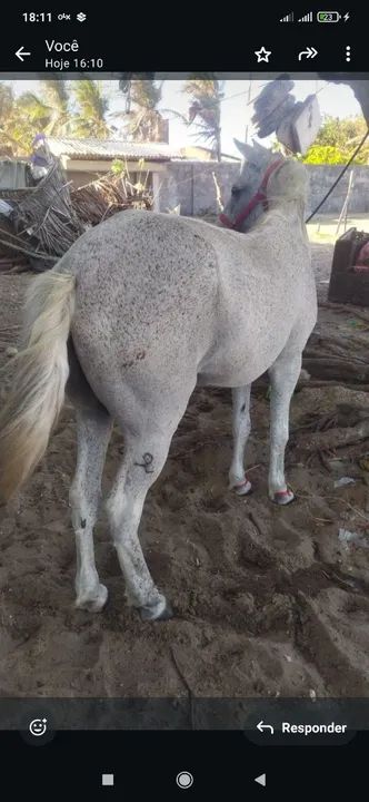 Cavalo para venda - Foto 2
