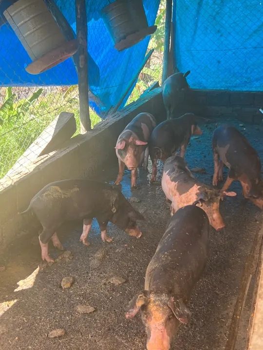 Porco pietrain ,Duroc , piau 100% caipira 12 kG - Foto 3